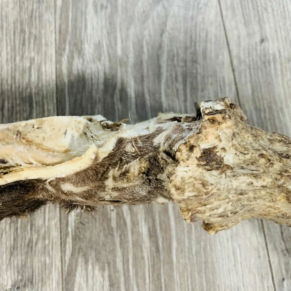 Naturally Shed Wild Moose Antler (Horn, Knife, Carving, Chew, Taxidermy) Full - Picture 9 of 15